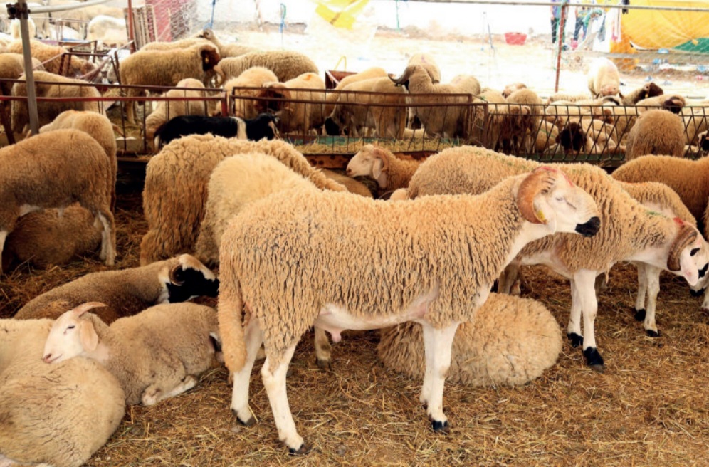 Troupeau de moutons dans nos enclos
