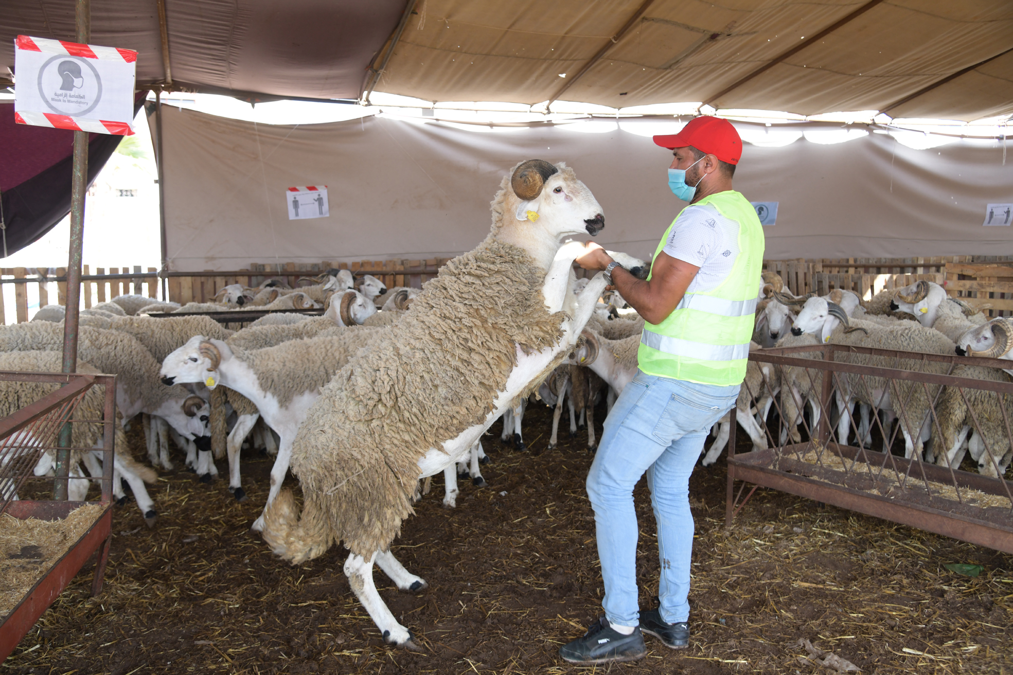 Inspection d'un mouton dans la bergerie avant l'Aïd