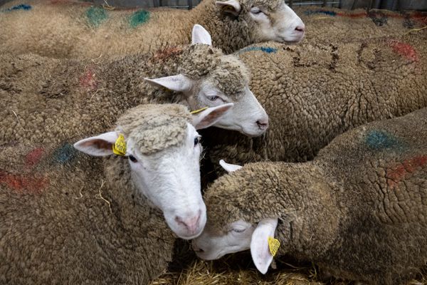 Moutons identifiés et bagués selon les normes sanitaires