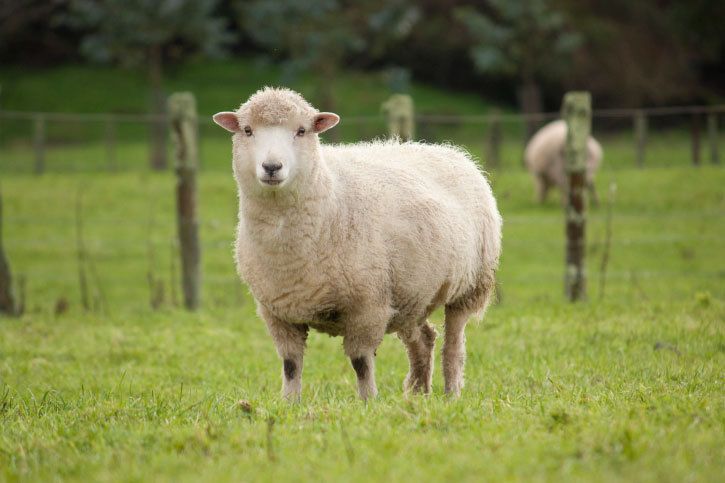 Mouton en plein air dans nos pâturages